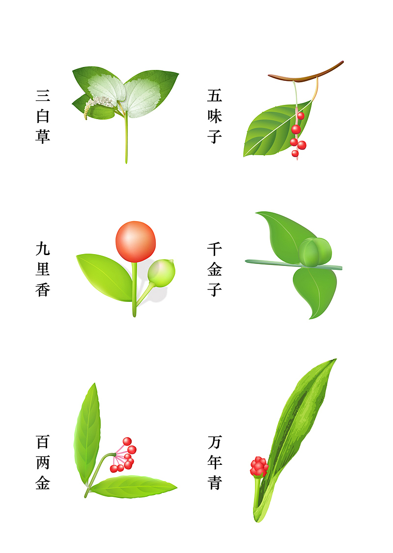 几味中草药（图ZMTA2OTY4NDg=） - 创作习作 - 站酷设计师薇薏原创素材 - 站酷ZCOOL