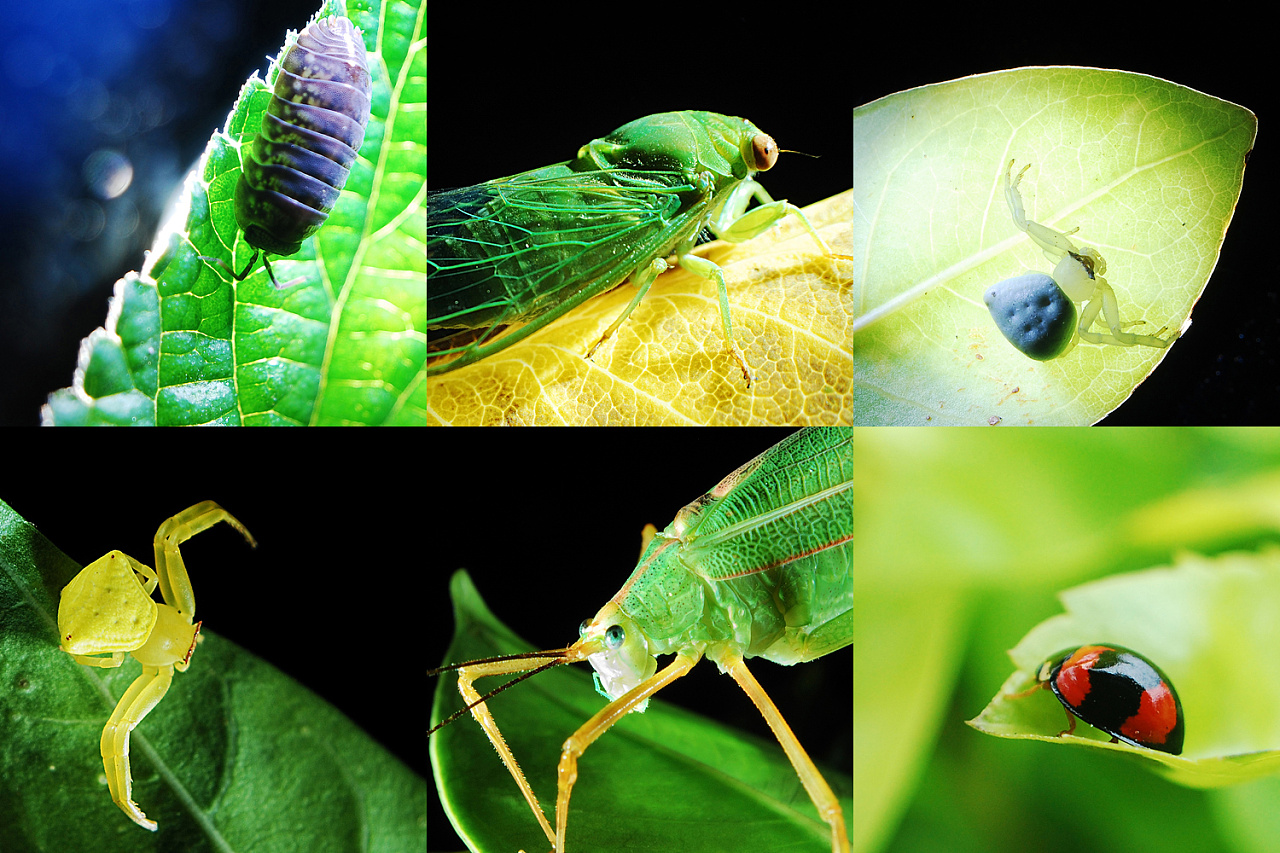【美丽昆虫摄影图片】生态摄影_太平洋电脑网摄影部落