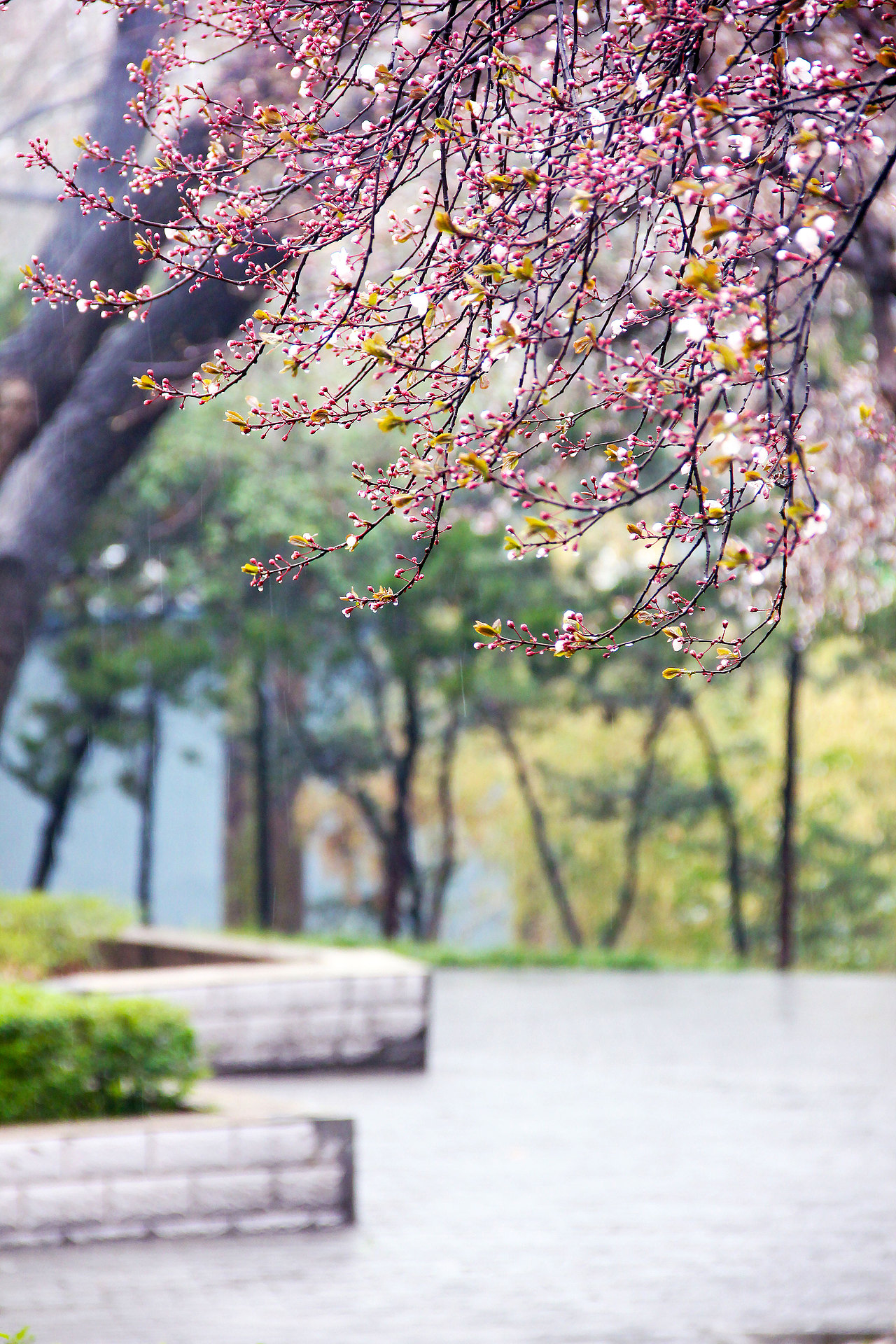 下雨天该在家睡觉的