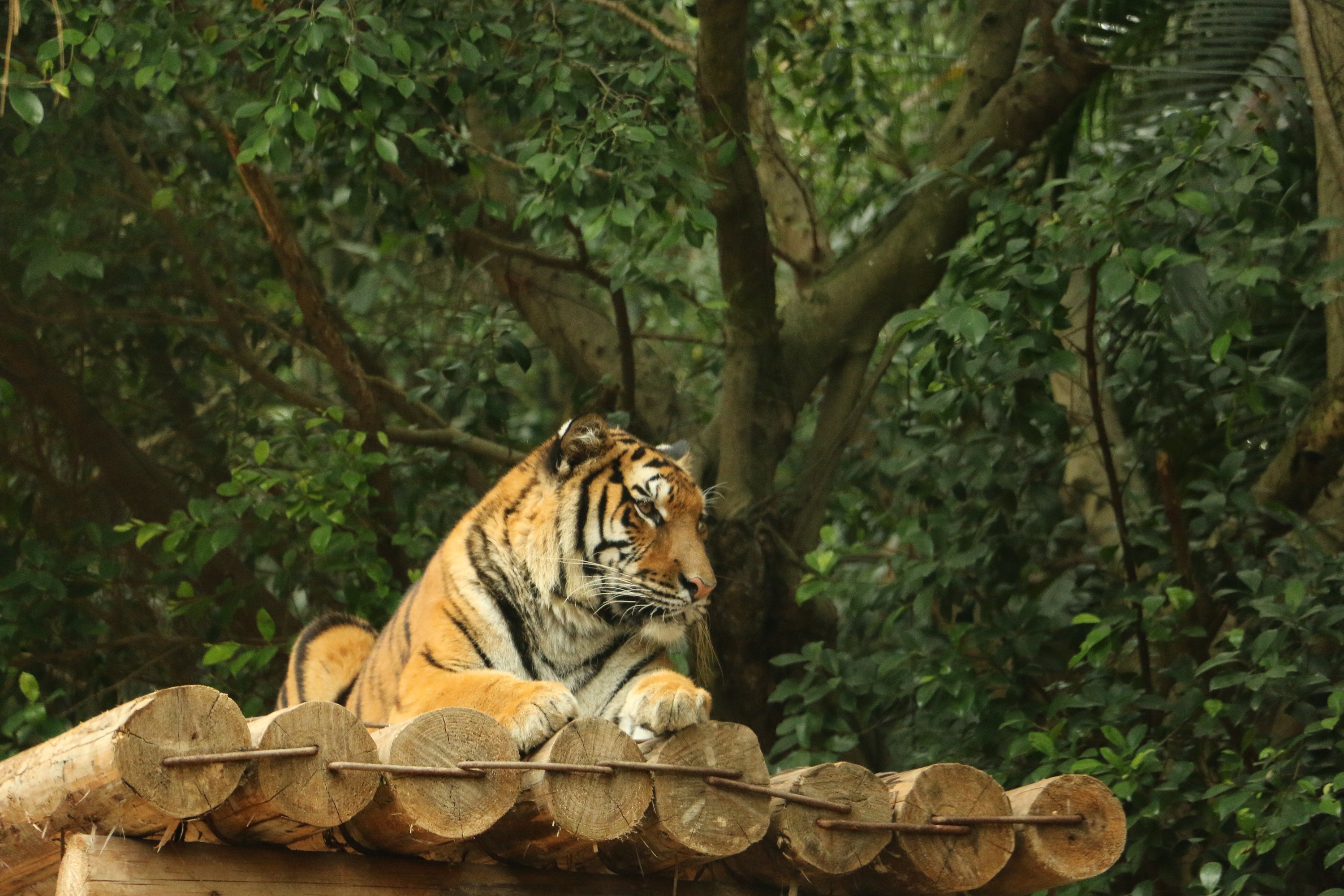 广州长隆野生动物园