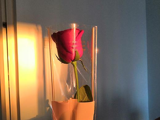 光影中的玫瑰花