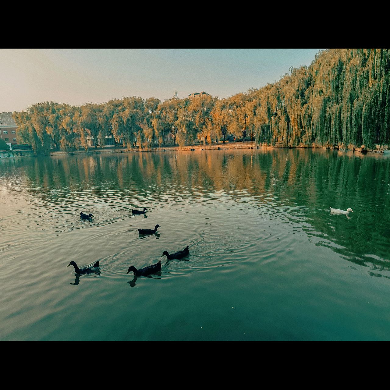 沈阳师范大学(2)风景没放全看主页上篇