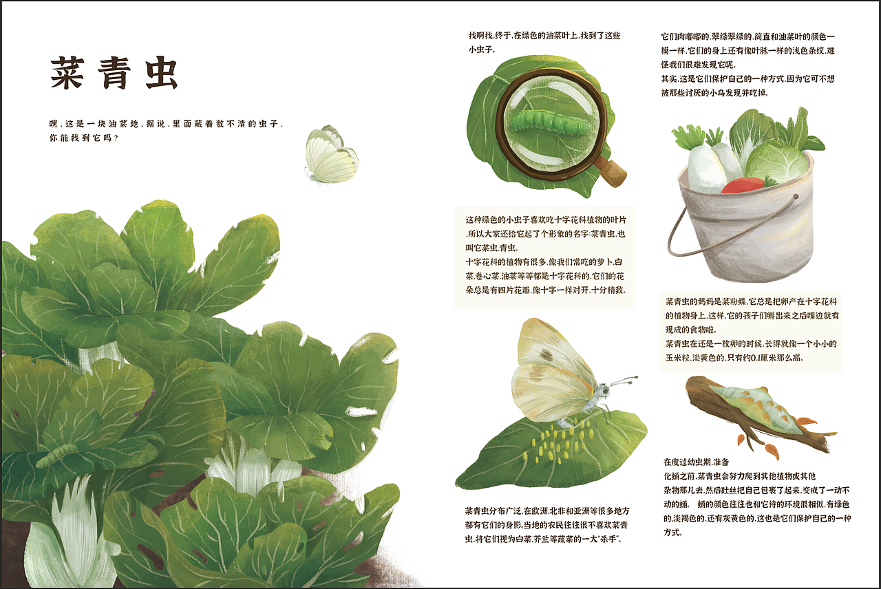 儿童科普类绘本插画-菜青虫插画