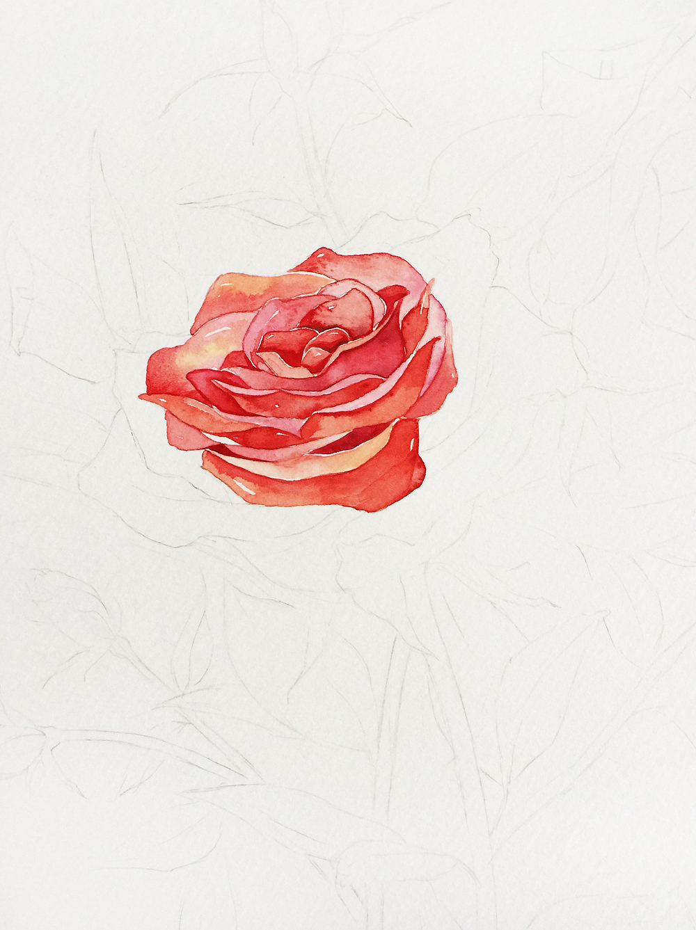 三木花草（小過程4）—玫瑰（圖ZNDU5NzMxOTY=） - 商業(yè)插畫 - 站酷設(shè)計(jì)師吳都Jasmine原創(chuàng)素材 - 站酷ZCOOL