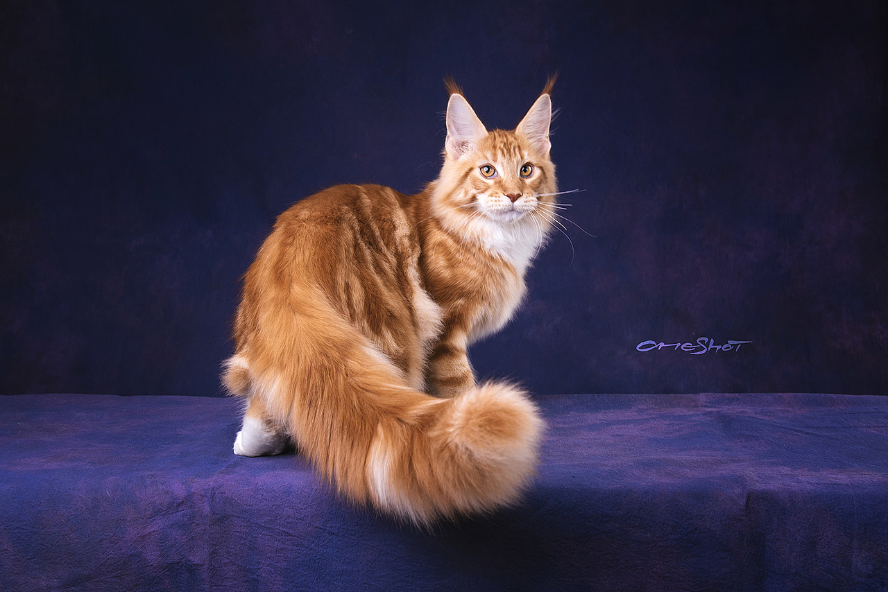 OneShot to Take a Shot（图ZMTE1ODQyNjI0） - 宠物摄影 - 站酷设计师克查原创素材 - 站酷ZCOOL