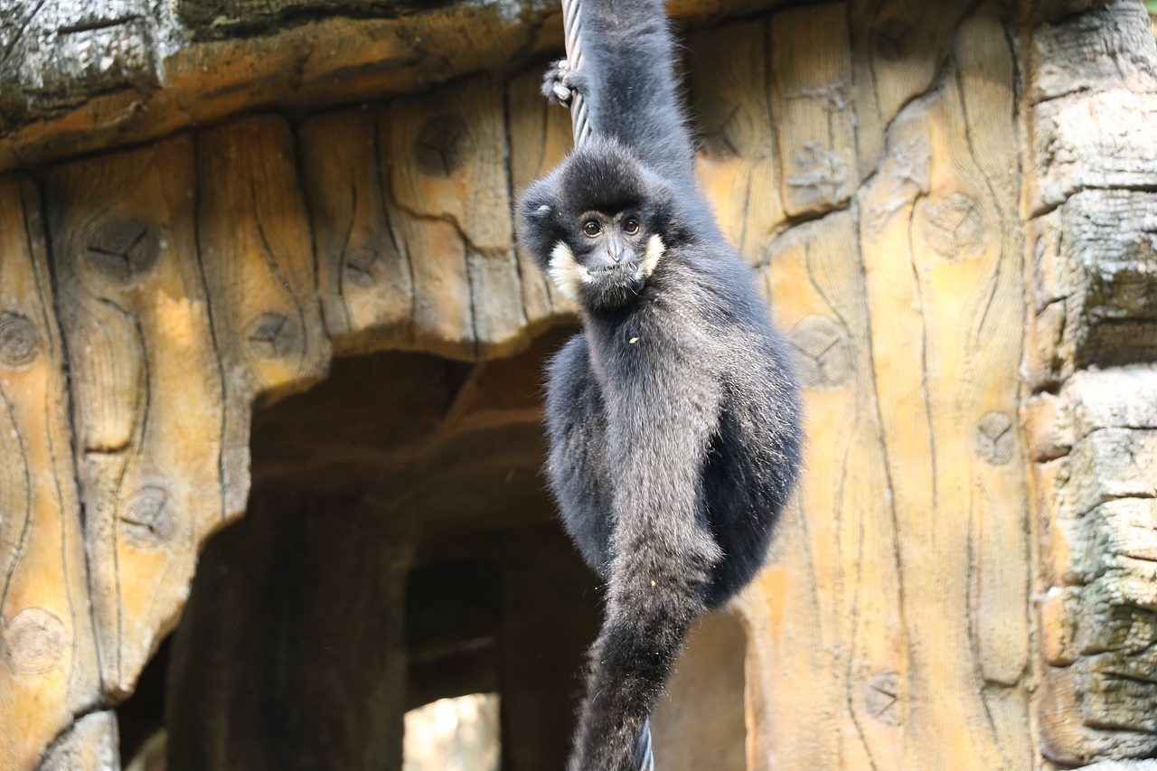 顺德长鹿休闲度假农庄（图ZMjUxNzgzNzMy） - 风光摄影 - 站酷设计师光速工作室原创素材 - 站酷ZCOOL