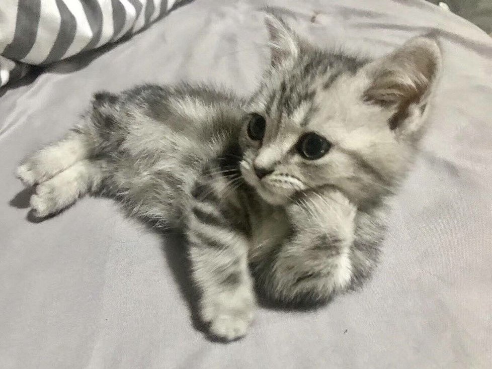 动物（图ZMjcwMTE1NTgw） - 宠物摄影 - 站酷设计师Z57987588原创素材 - 站酷ZCOOL