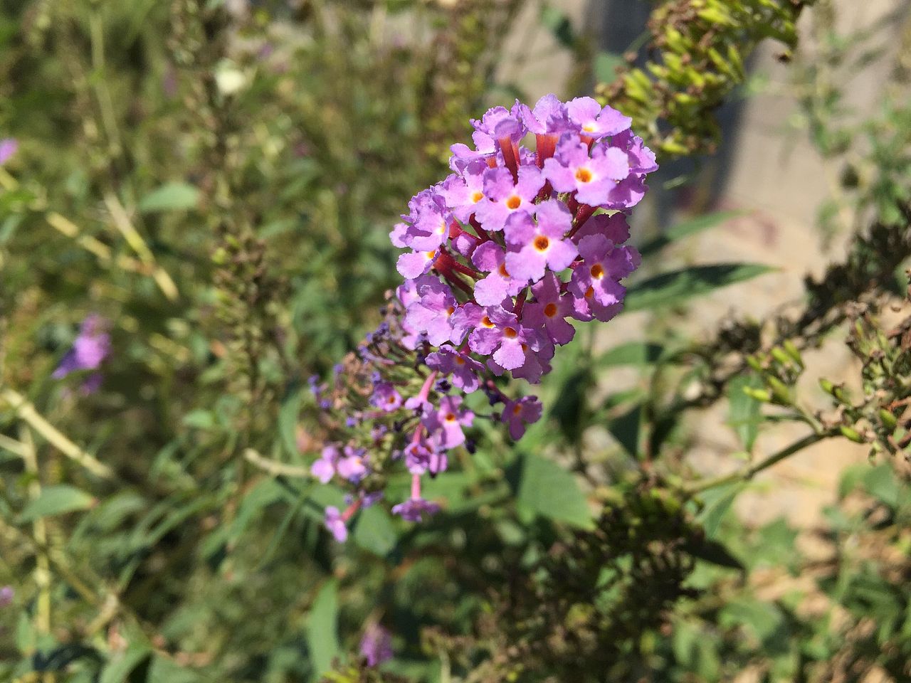 一草一木一花一世界