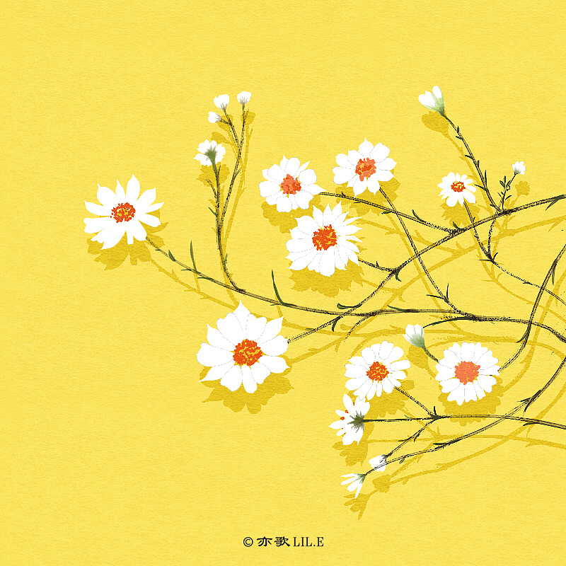 雏菊高清壁纸卡通图片