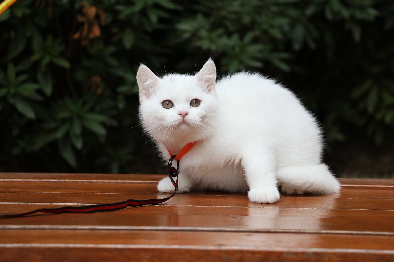 195英短纯白公全身白纯种白猫英短