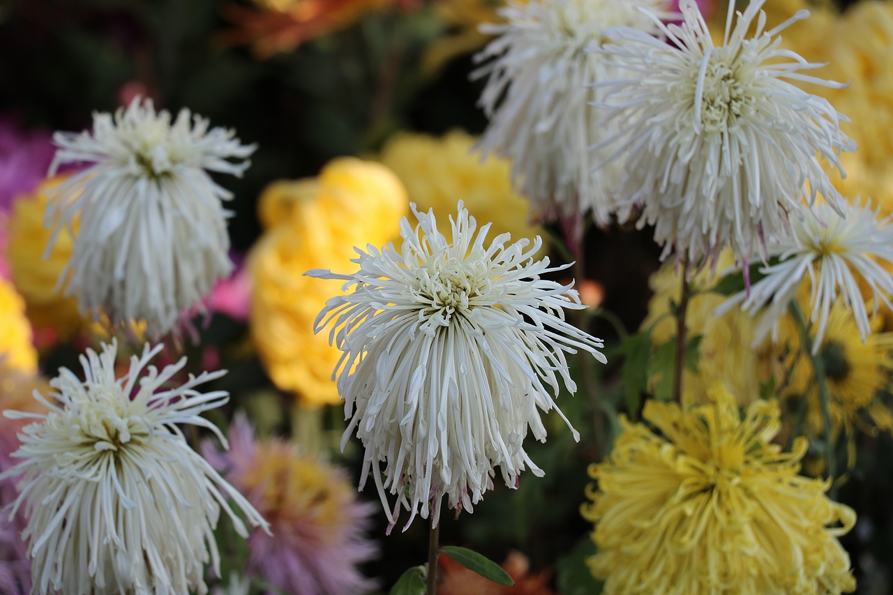 采菊东篱下,悠然见南山
