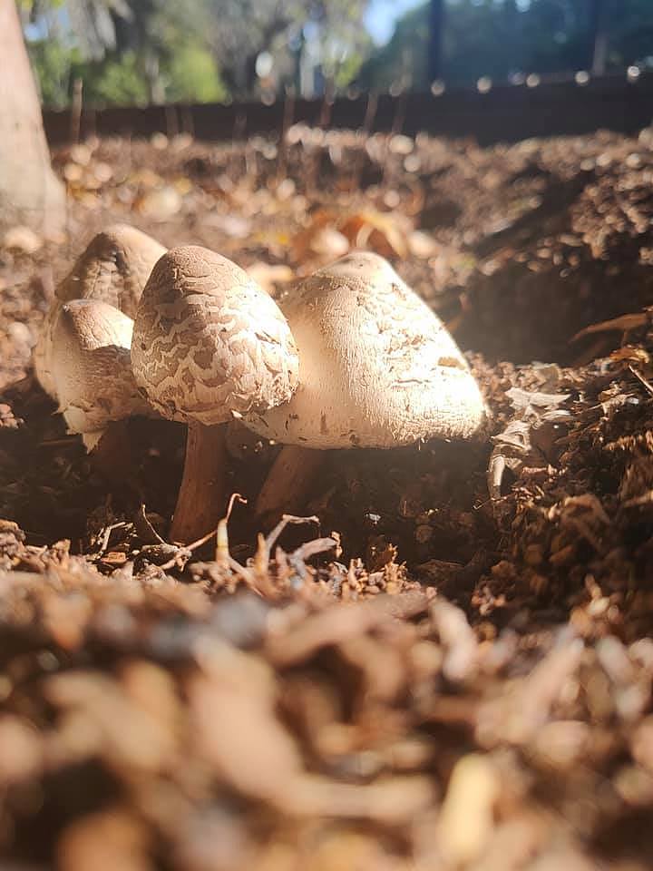 魔菇部落發現菇