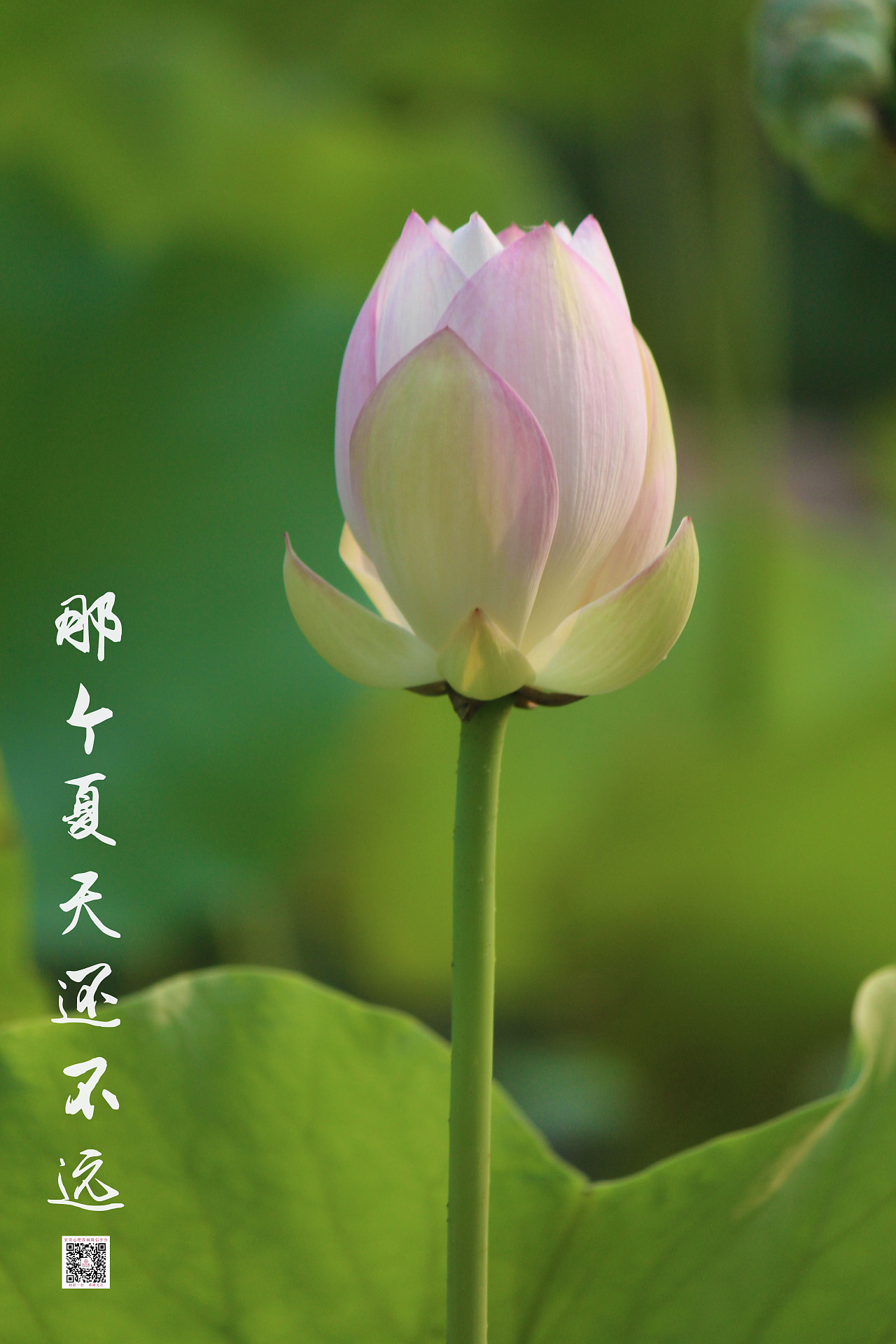 那个夏天还不远