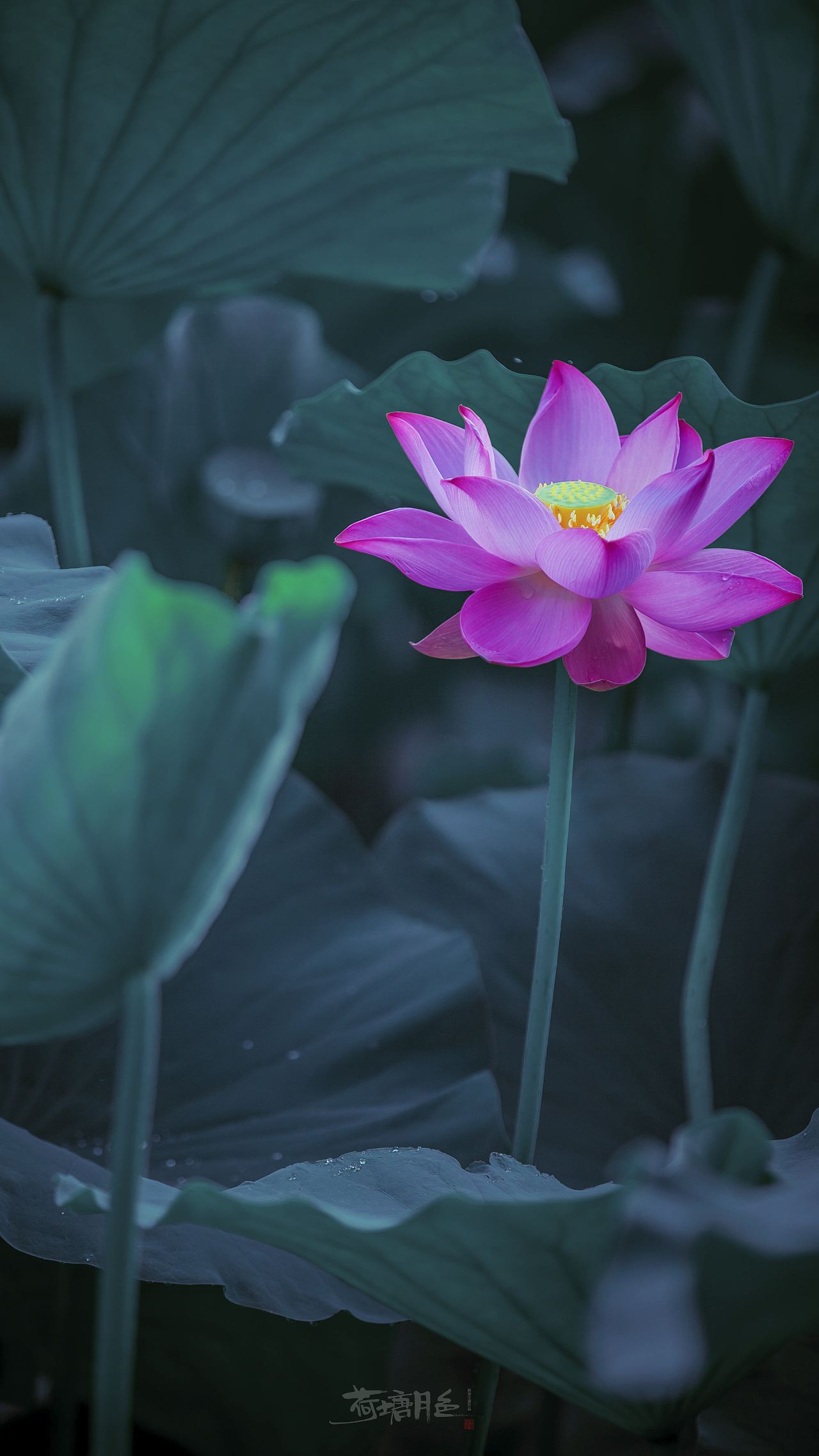 荷塘月色|摄影|其他摄影|妙笔生画 - 原创作品 - 站酷 (zcool)