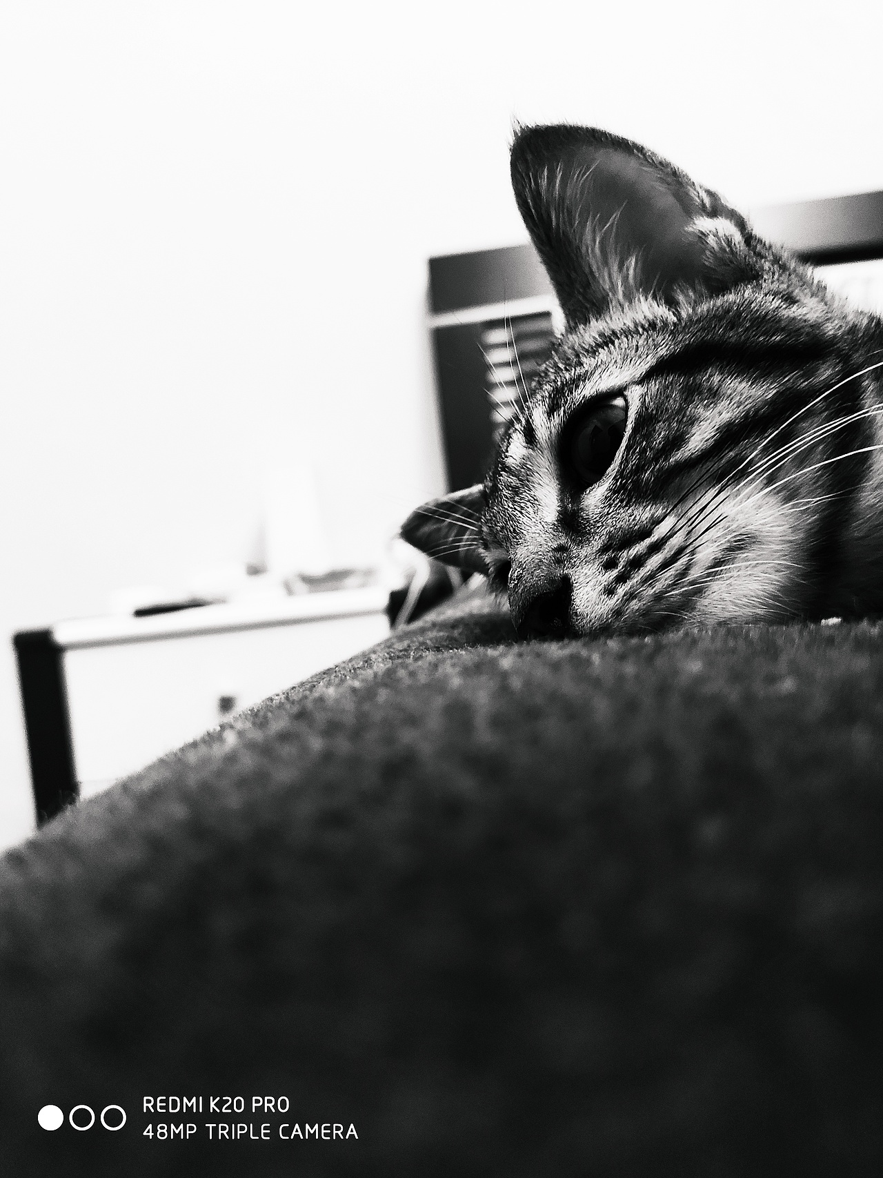 日常生活宠物照