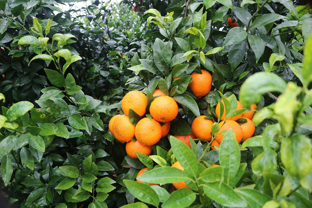 武鸣沃柑 老男人果品