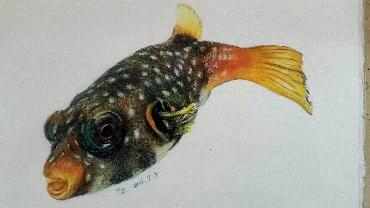 彩铅习作-《鸟鱼菜果》