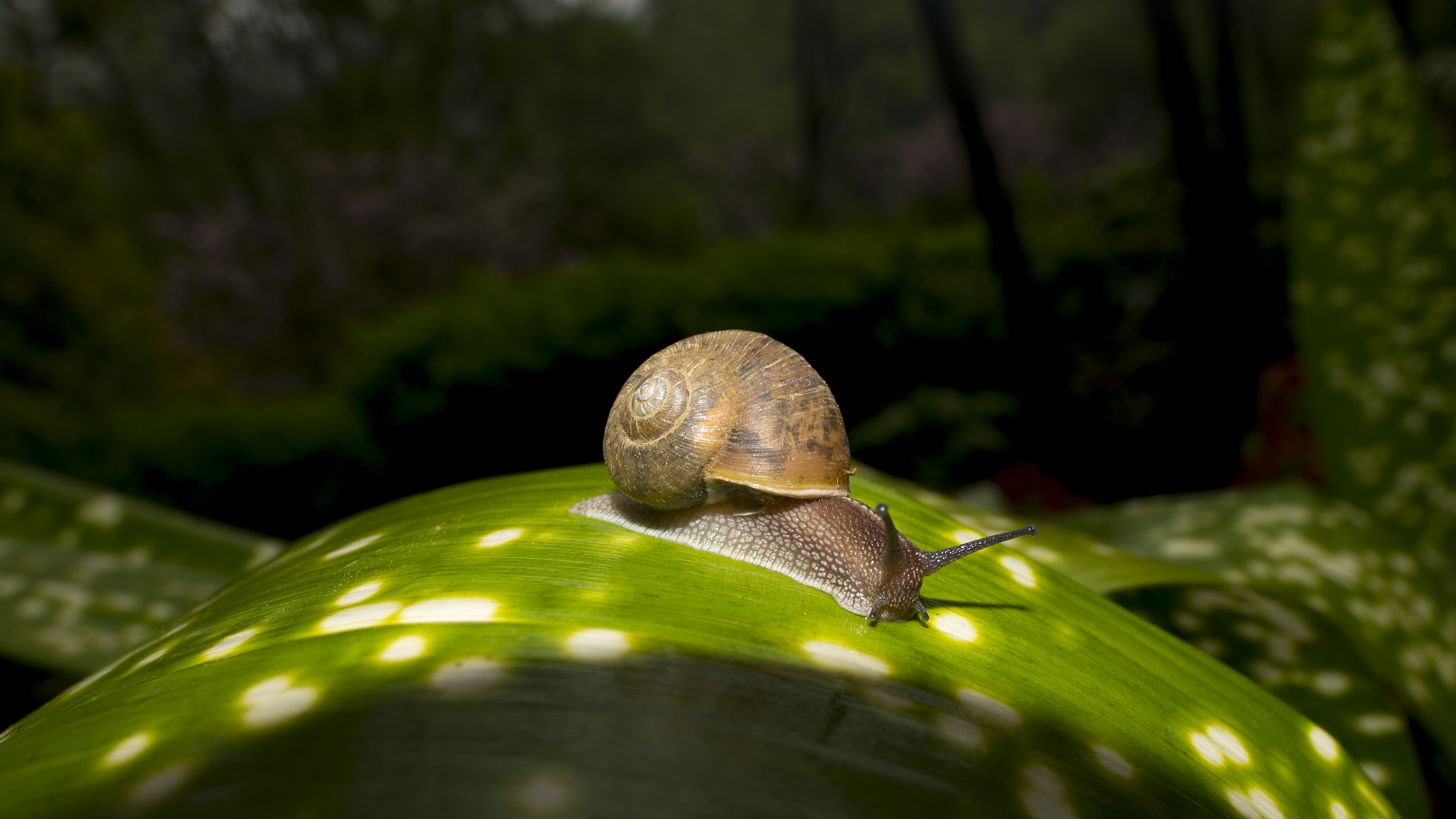 蜗牛|摄影|宠物摄影|东东设计_原创作品-站酷(zcool)