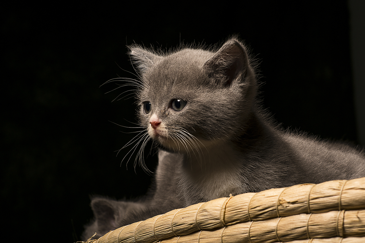 朋友家的猫咪（图ZMTkwMzI3NDM2） - 宠物摄影 - 站酷设计师bracelee原创素材 - 站酷ZCOOL