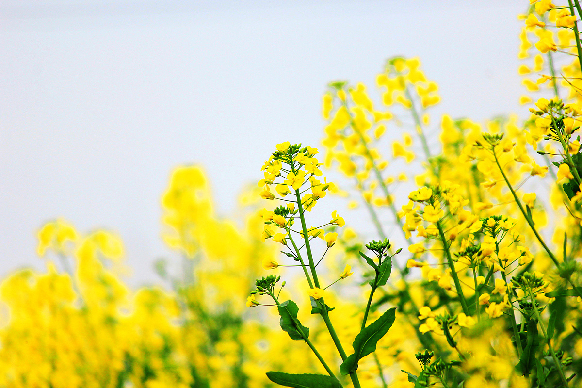 风景人物拍摄-春花阴雨油菜花