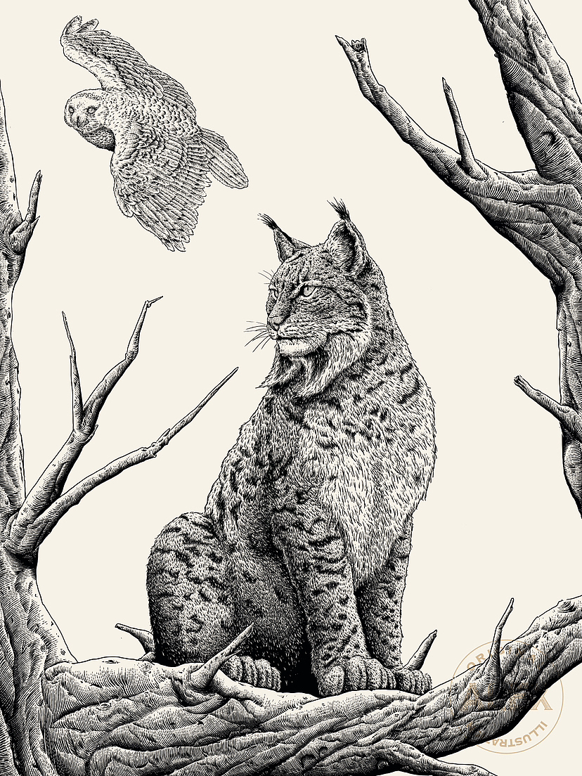 九口山合作 |山猫笔记本（图ZMzIxOTc5MzE2） - 商业插画 - 站酷设计师花椒的Alex原创素材 - 站酷ZCOOL