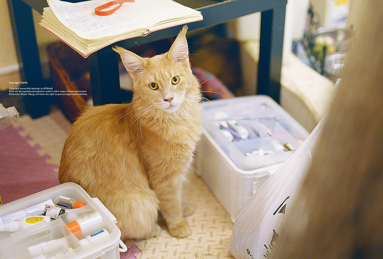 唯有猫咪真国色（图ZODc3Mjg2ODg=） - 宠物摄影 - 站酷设计师AF木头先生原创素材 - 站酷ZCOOL