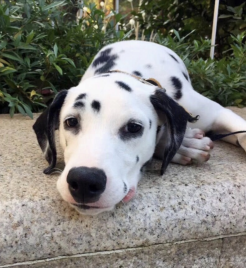 手绘狗狗 斑点狗巧克力（图ZMTk0MjQ1NTE2） - 绘本 - 站酷设计师我是一只斑点原创素材 - 站酷ZCOOL