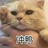 蒙奇D飞飞的头像
