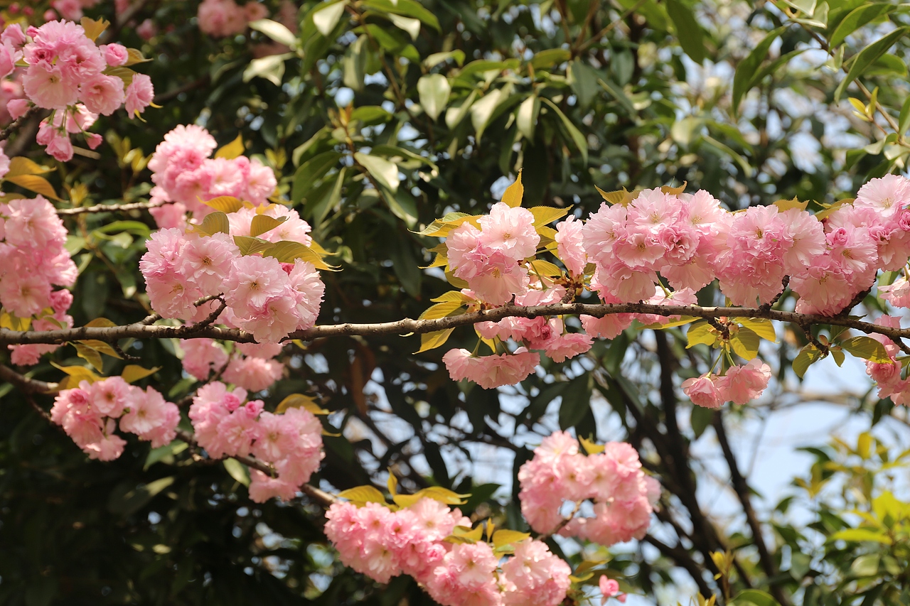 花都开好了（图ZMTEwMDAzMzcy） - 其他摄影 - 站酷设计师焉寐语原创素材 - 站酷ZCOOL