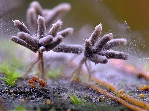 一些附近的生态微距小品