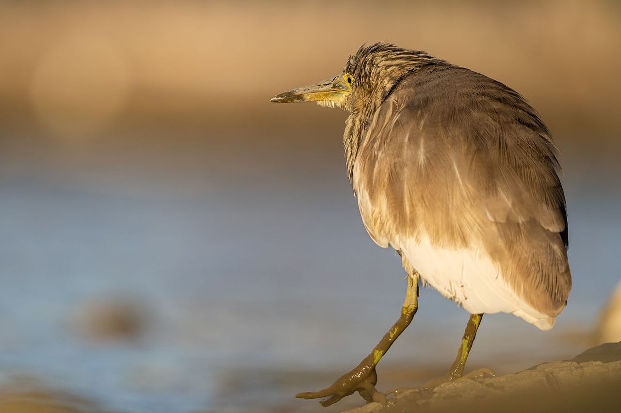 感悟自然·年度观鸟精华