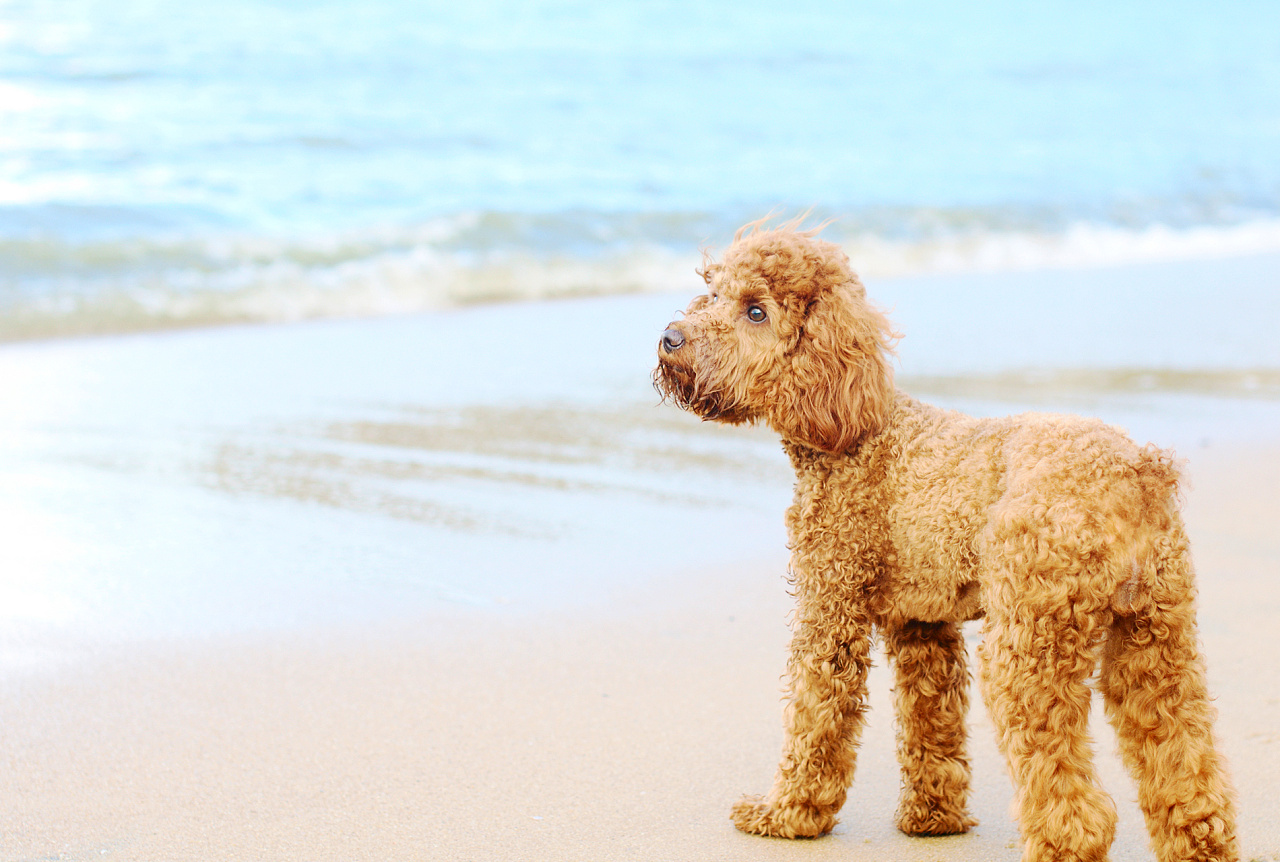深圳宠物摄影-珀珀宠物摄影之海边的狗狗|摄影|宠物摄影|珀珀宠影 - 原创作品 - 站酷 (ZCOOL)