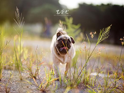 八哥