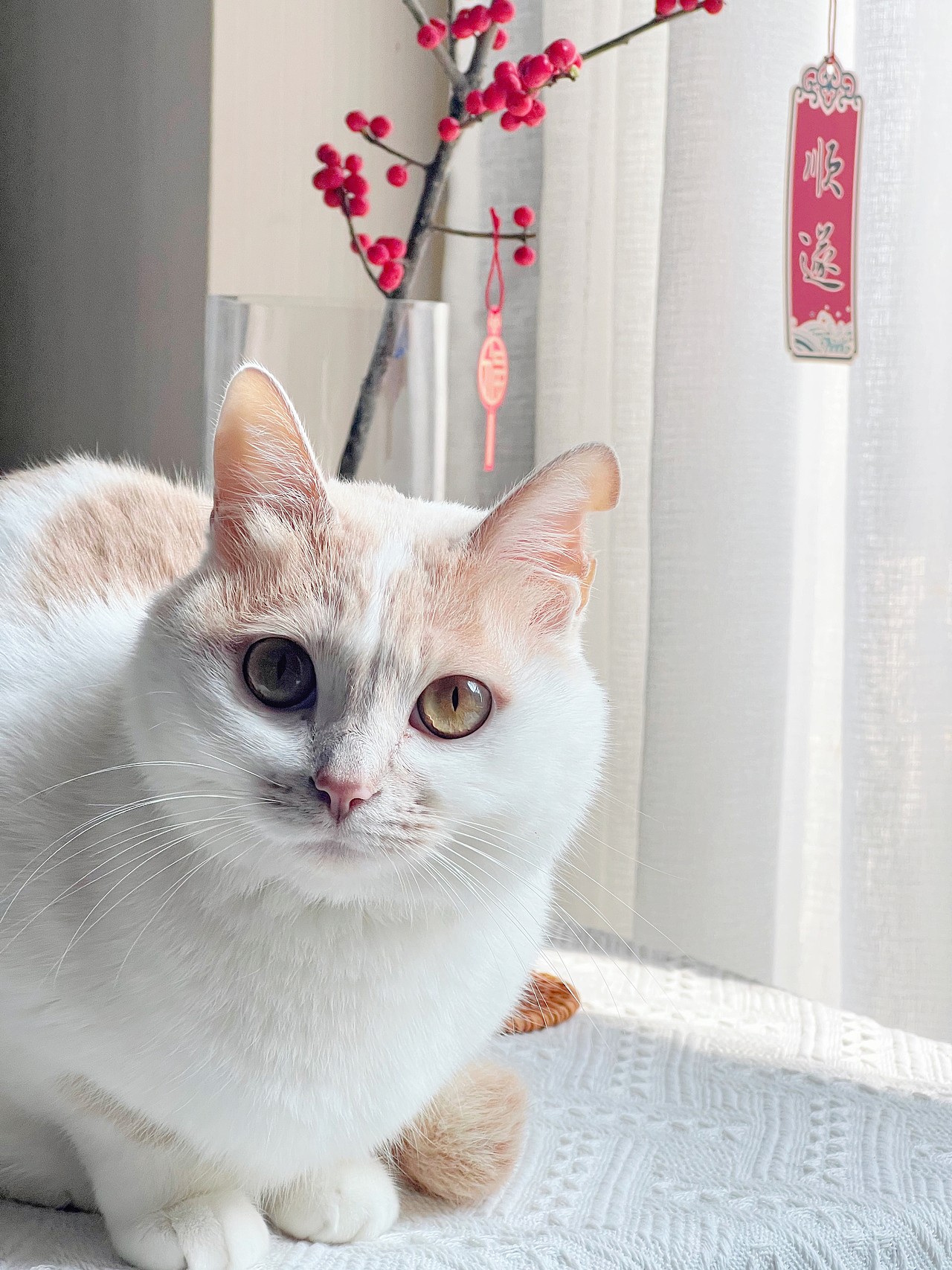 吸猫日常（图ZMzAxMTY3MTE2） - 宠物摄影 - 站酷设计师ᴛᴏᴛᴏᴋᴏʟᴀᴍ原创素材 - 站酷ZCOOL