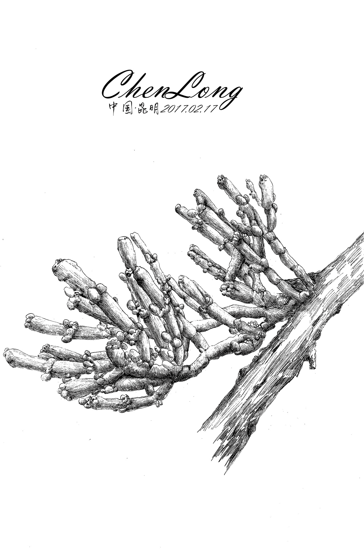 植物王国蹭吃蹭喝的植物依附与古茶树,同呼吸共命运.