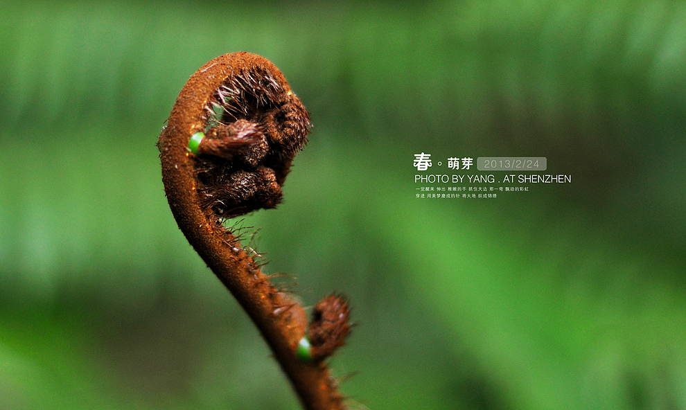 春·萌芽（图ZODQyMzY1Mg==） - 风光摄影 - 站酷设计师szuedu2005原创素材 - 站酷ZCOOL