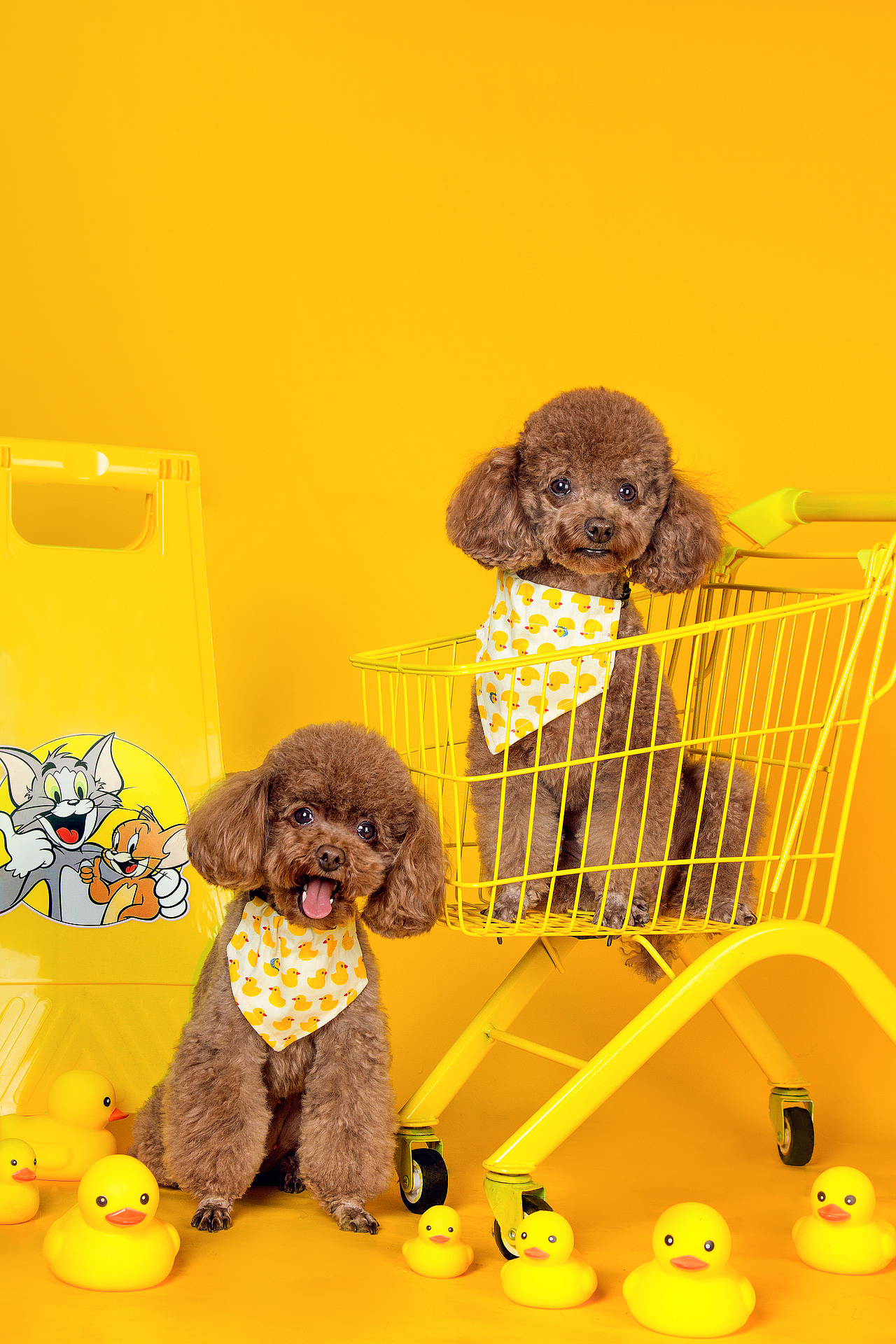 双宠小黄车（图ZMjgzNzczNTEy） - 宠物摄影 - 站酷设计师温文尔雅GJ原创素材 - 站酷ZCOOL