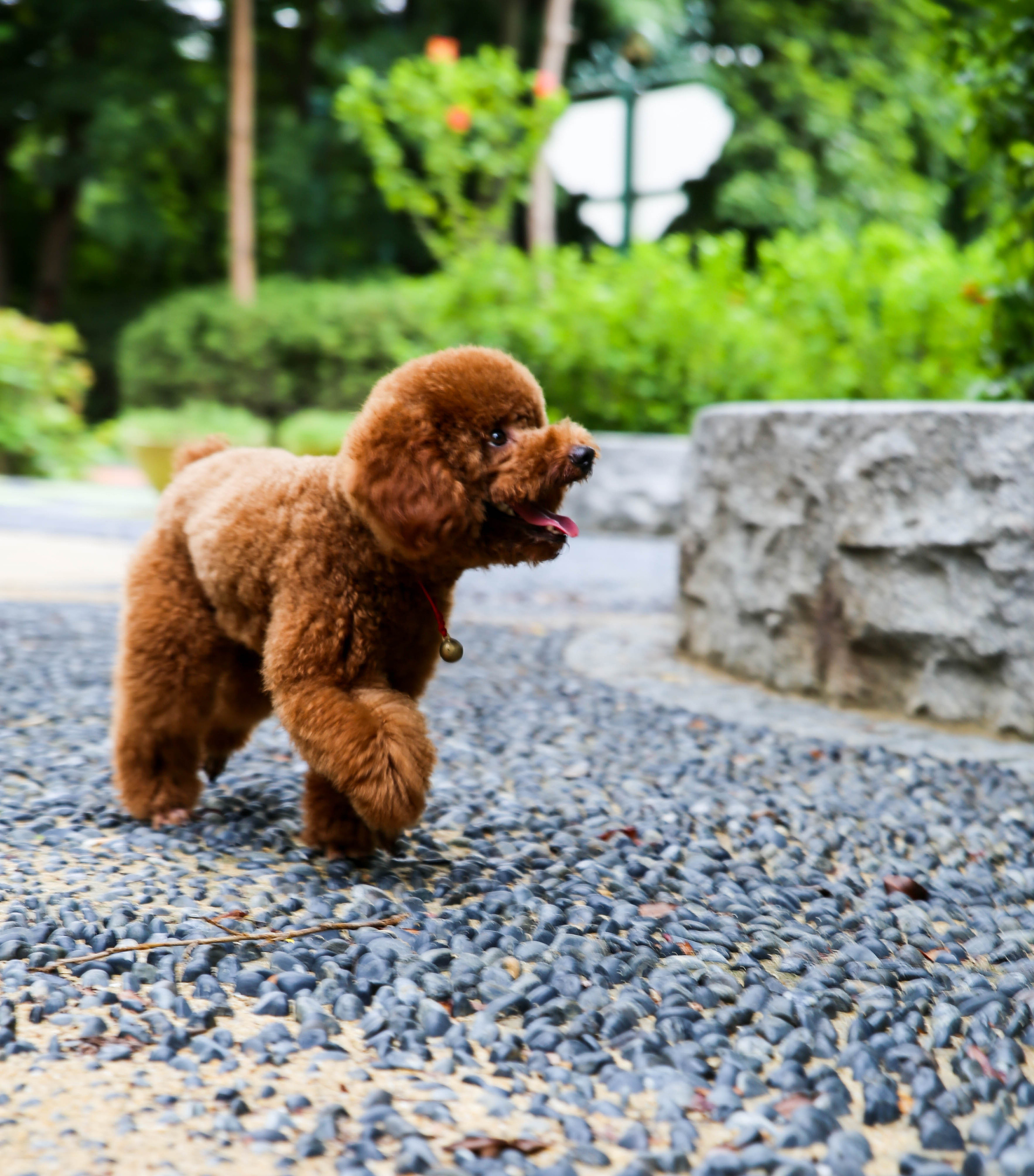 【i,pet宠物摄影】kobe