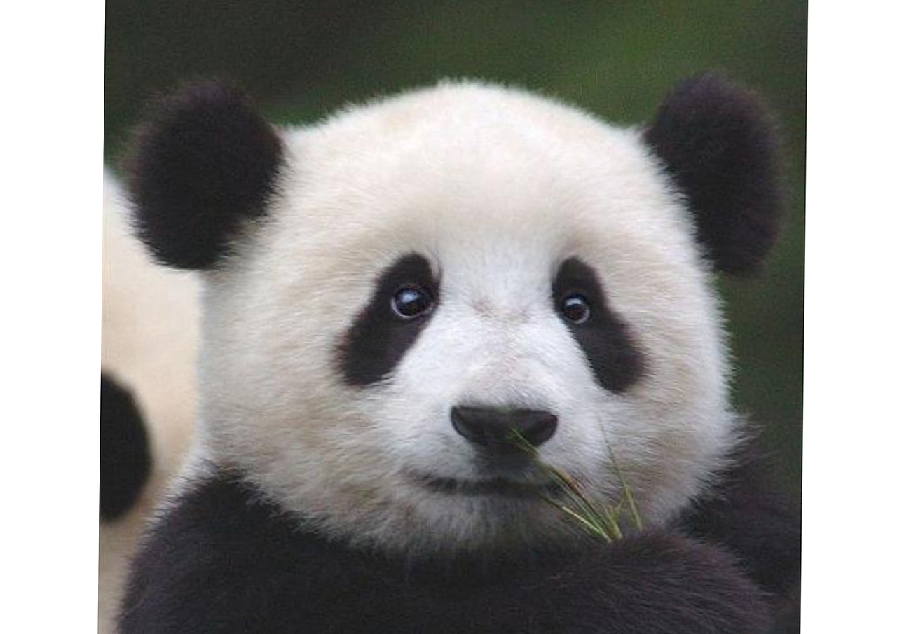 熊猫头