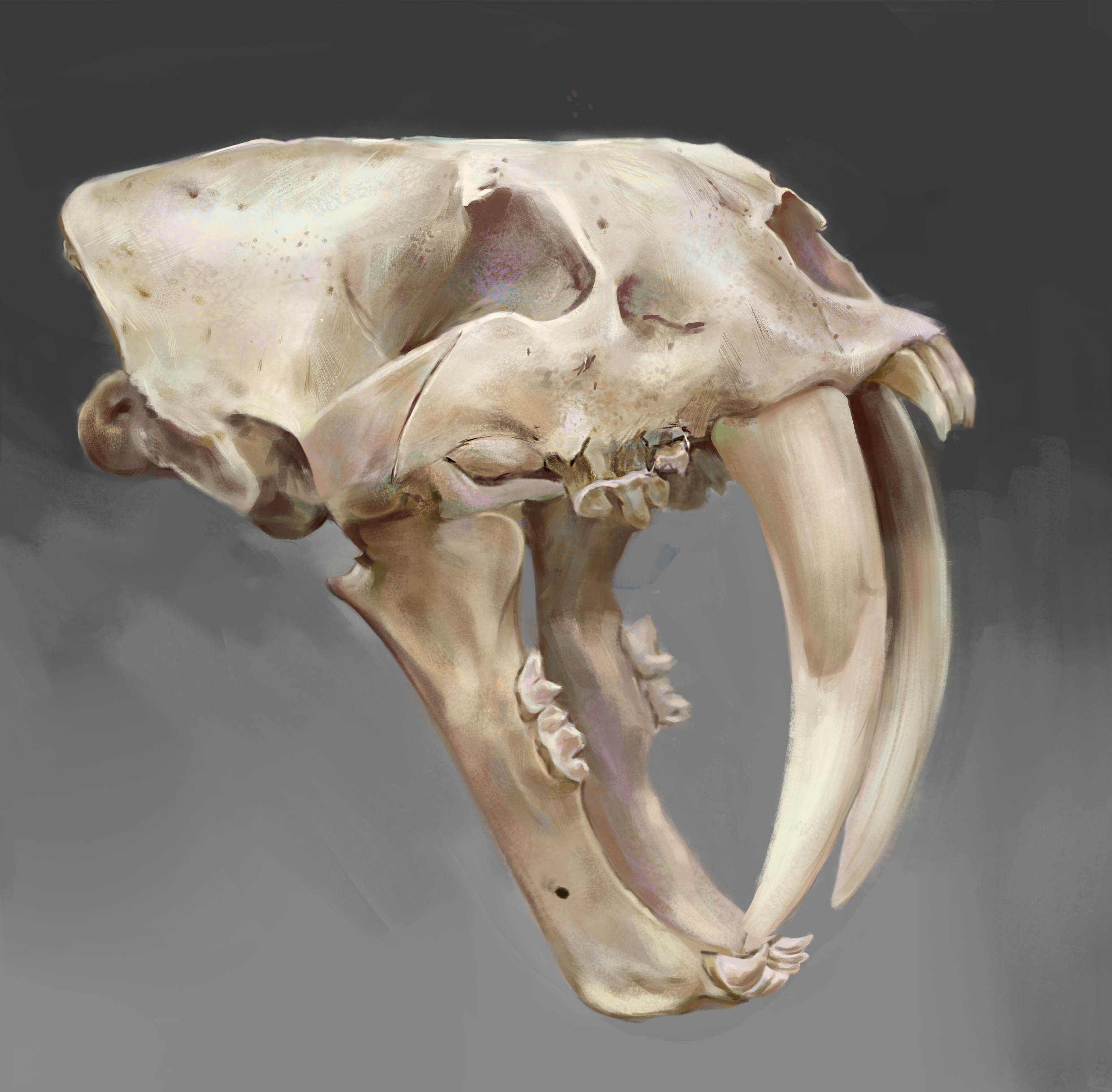skull骷髅头骨图片素材-编号07959447-图行天下