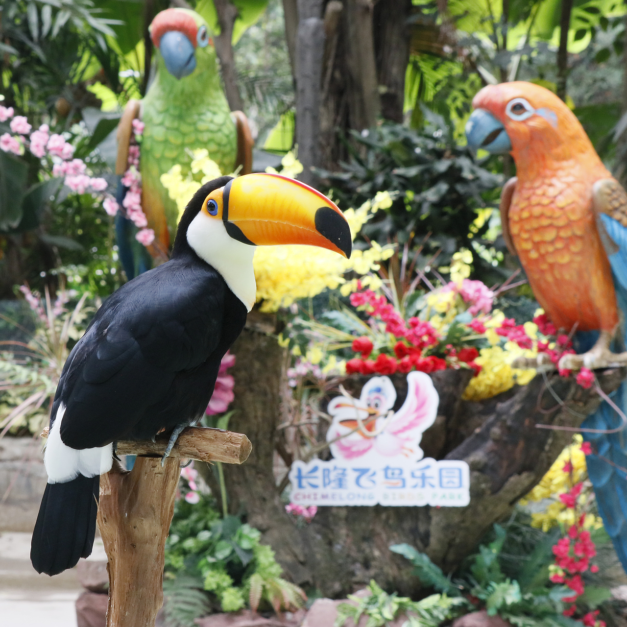 长隆飞鸟乐园-动物趣闻（图ZMjQ5NTYwMTg4） - 其他摄影 - 站酷设计师飞天猪猫原创素材 - 站酷ZCOOL