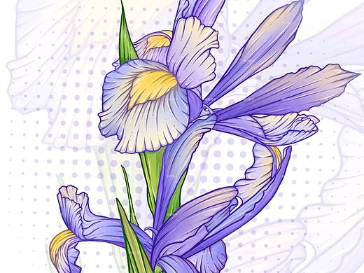 线稿风花卉插画｜鸢尾花