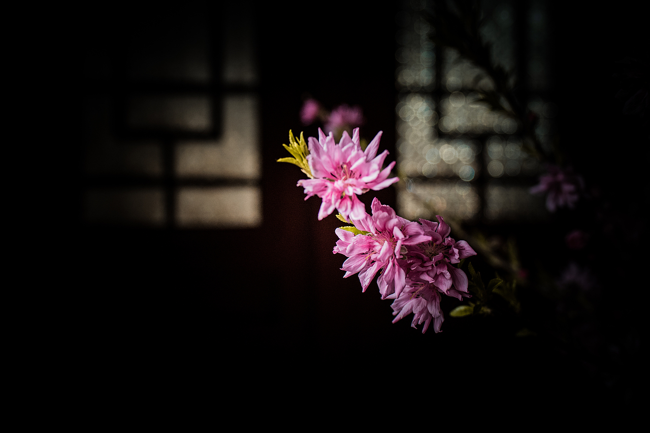 寻梅（图ZMTA4Njc0Mjc2） - 产品摄影 - 站酷设计师姚澈Cheyo原创素材 - 站酷ZCOOL