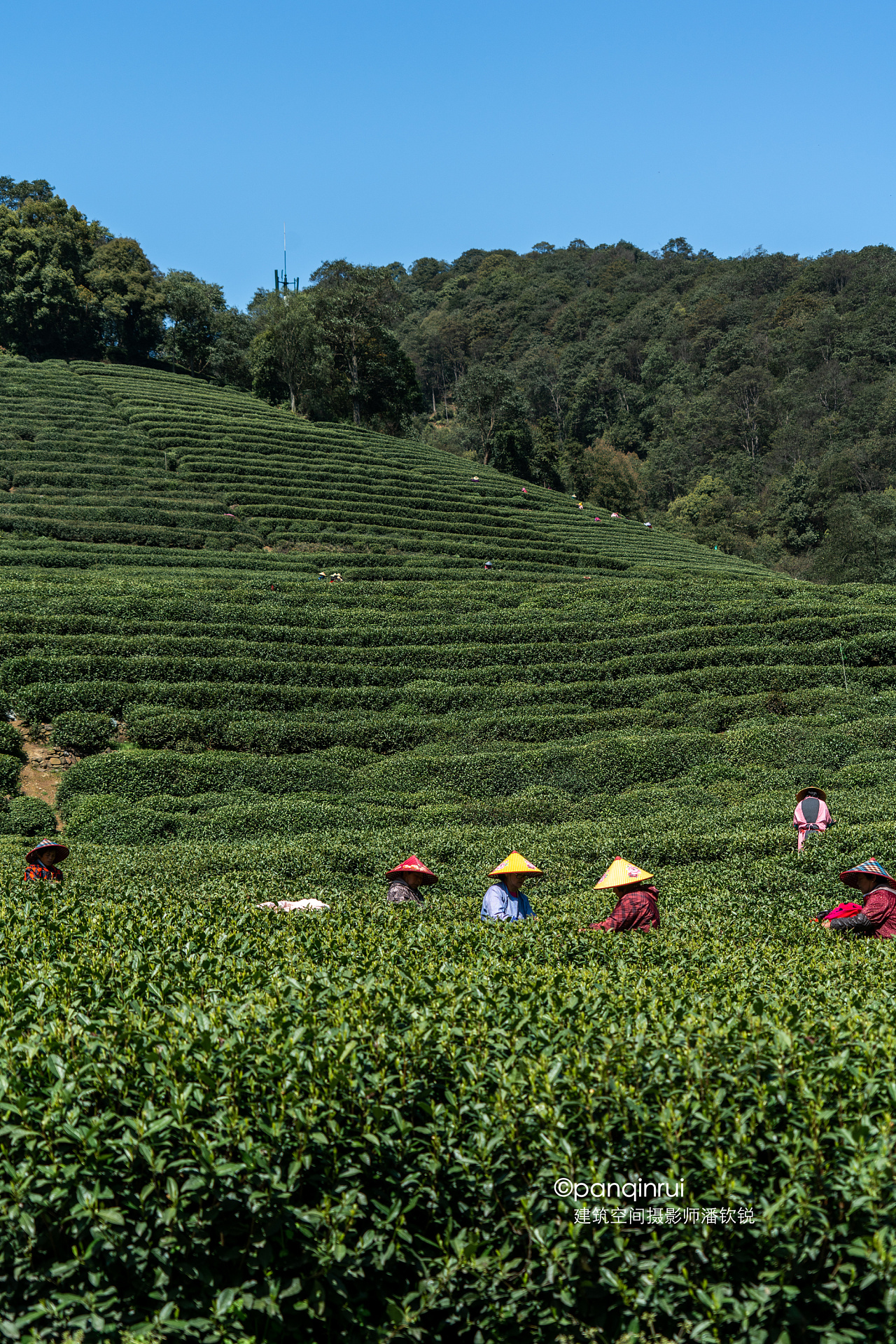 杭州【梅家坞】茶园 - 原创作品 - 站酷(zcool)
