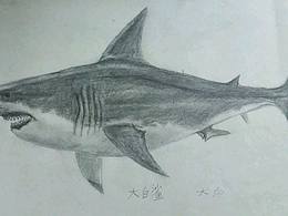 崔斯特姆丢失的账号 合集大杂烩