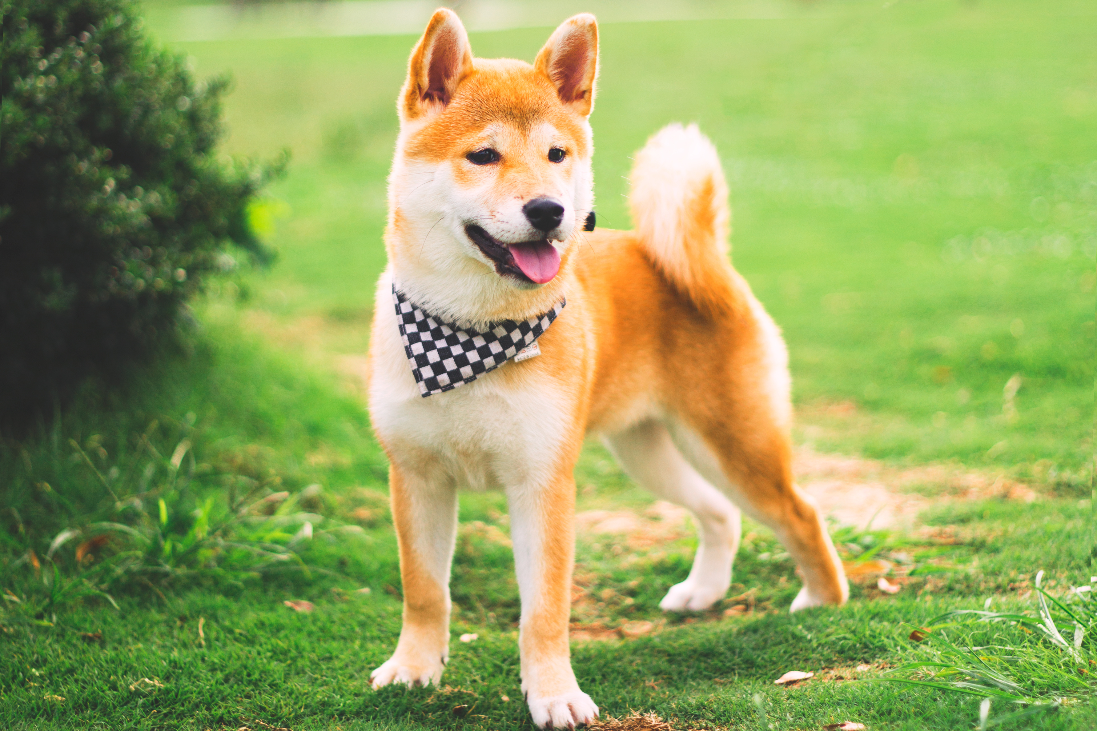 阴阳师柴犬犬神sama——未成年时期.