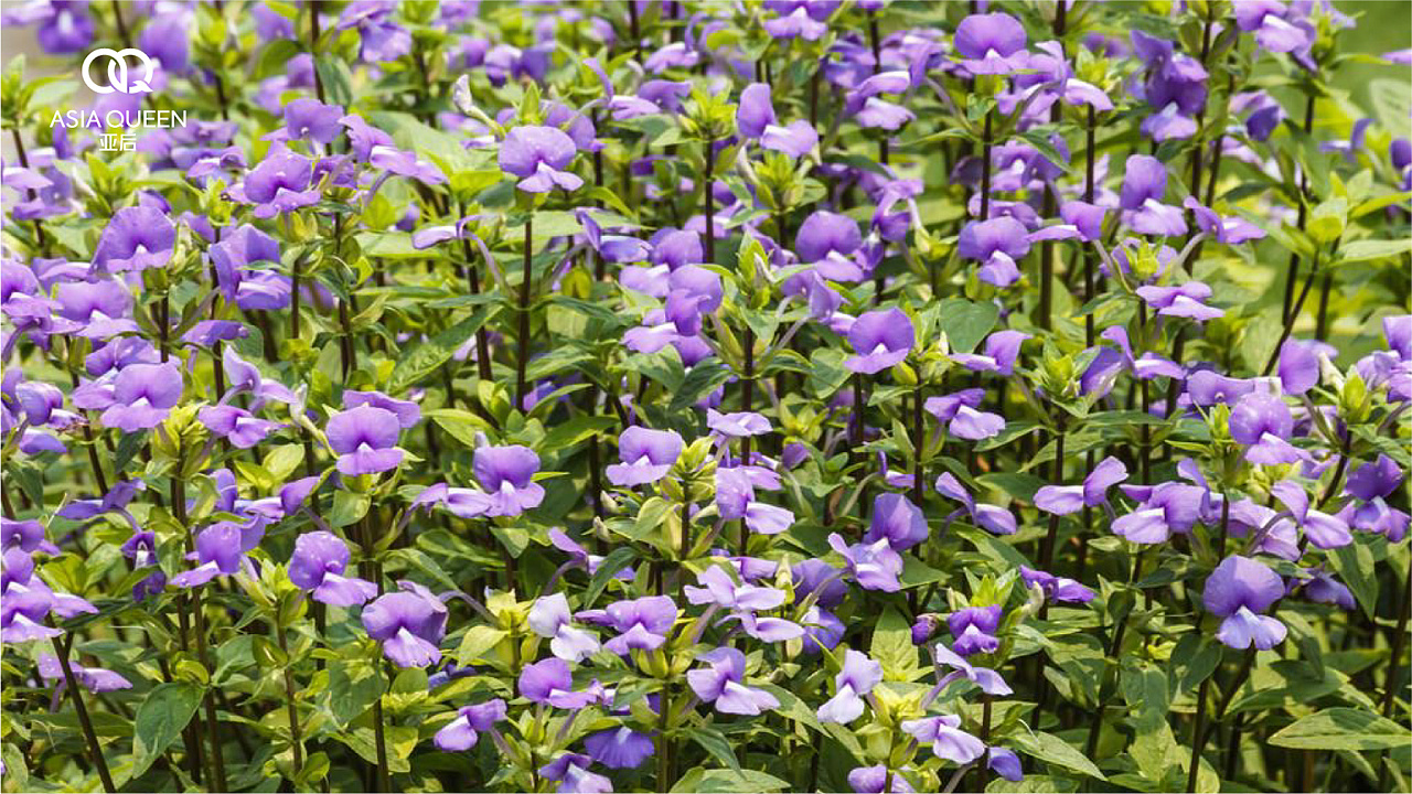 奇亚籽包装设计