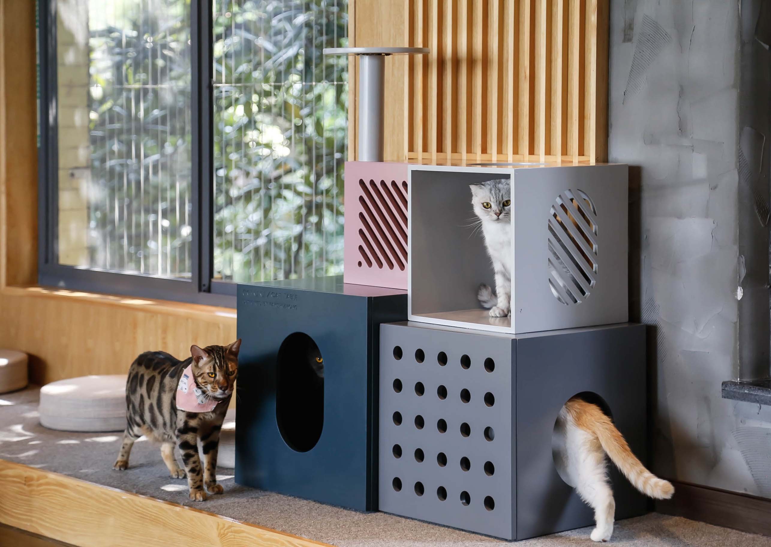 「專訪」一人一貓共享生活，汐止 20 坪綠線描繪愛貓宅- 好人設計 - DECOmyplace 裝潢裝修、室內設計、居家佈置第一站