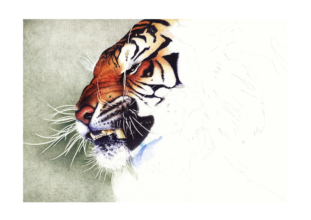 y_lovely 写实 绘老虎步骤纯彩色圆珠笔 狰 2014.12.25 雨天 毕