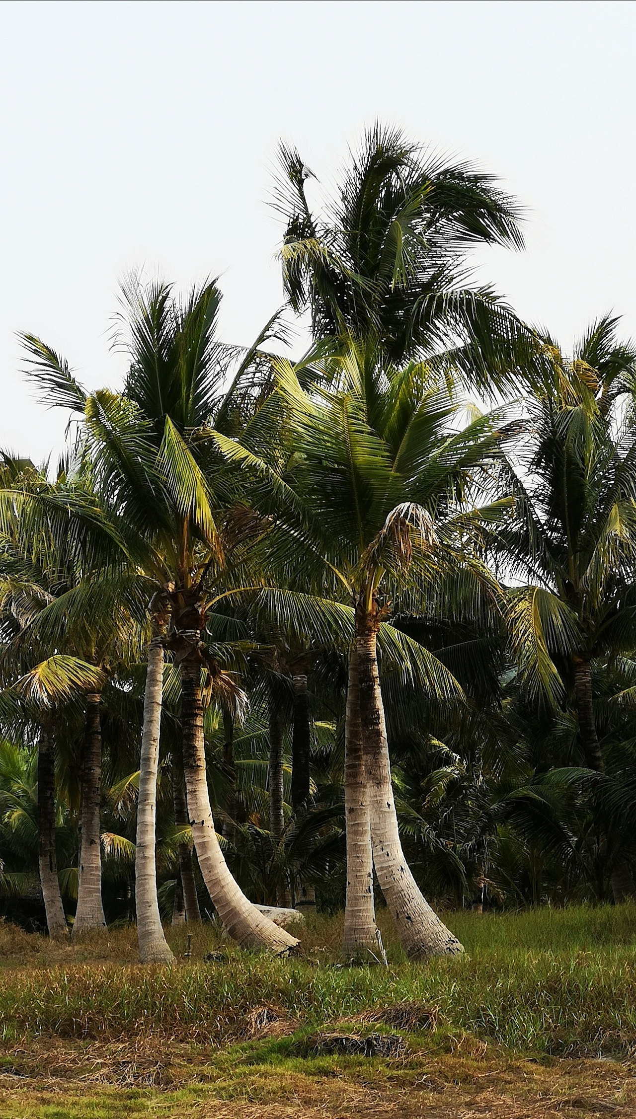 南国椰林风光图片图片